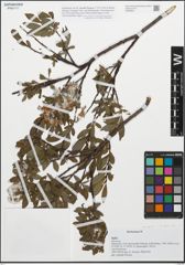 Foto von Salix daphnoides Vill.